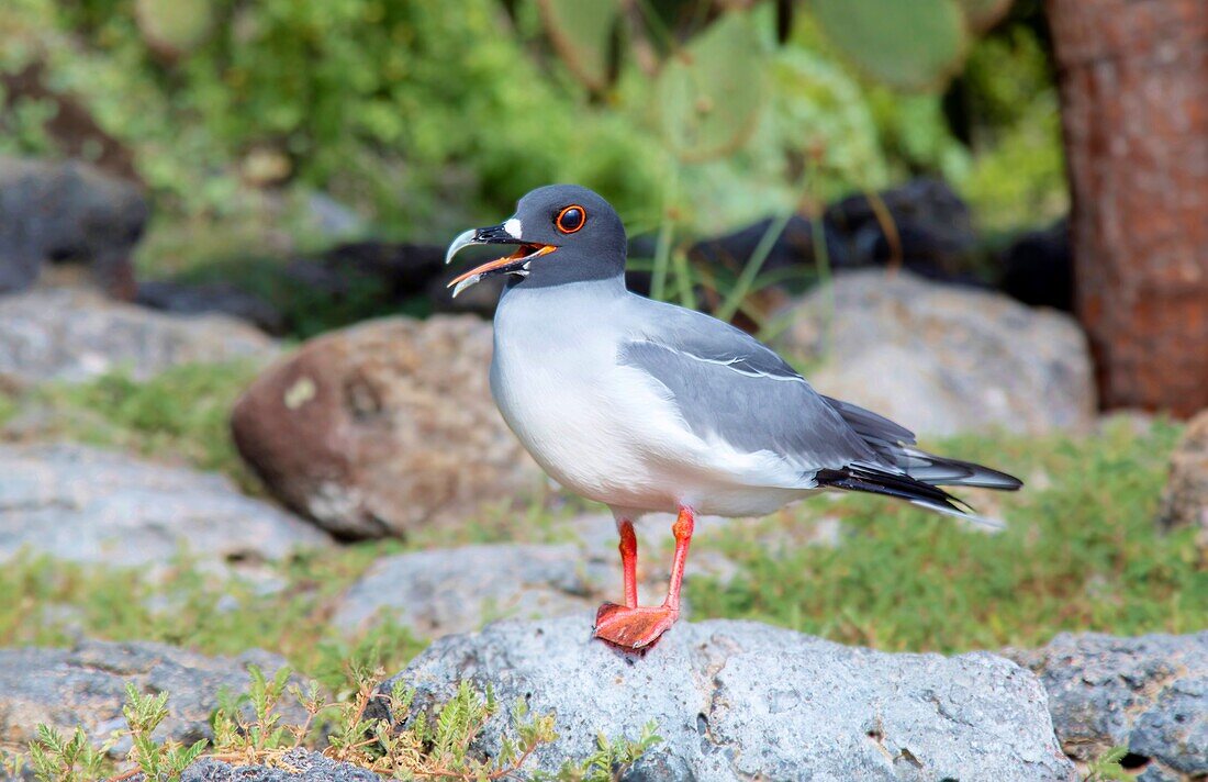 Adult Swallow-Tailed Gull, showing breeding season red rimmed eye, a nocturnal equatorial seabird, found almost exclusively in the Galapagos Islands, UNESCO World Heritage Site, Ecuador, South America