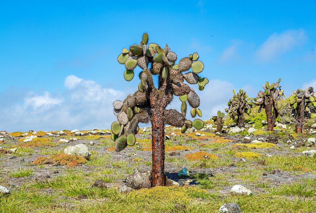 Riesiger Feigenkaktus (Opuntia-Kakteen) auf dem South Plaza, Galapagos-Inseln, UNESCO-Weltkulturerbe, Ecuador, Südamerika