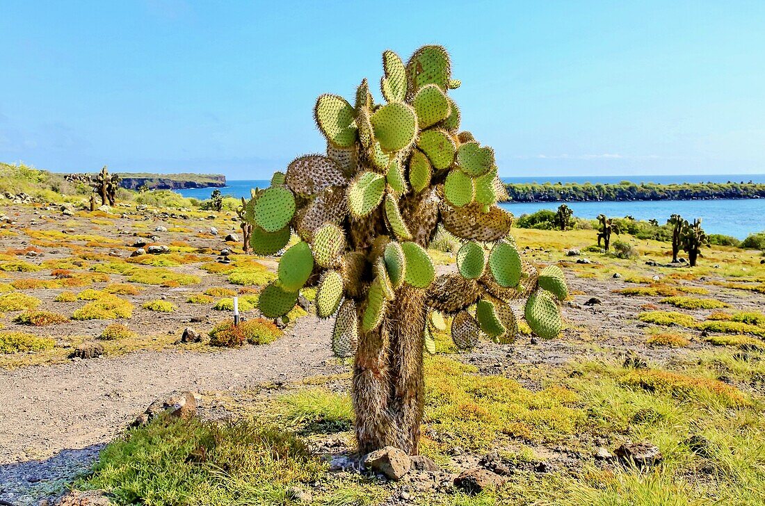 Opuntia-Kakteen (Feigenkaktus) auf der Insel South Plaza, Galapagos, UNESCO-Welterbe, Ecuador, Südamerika