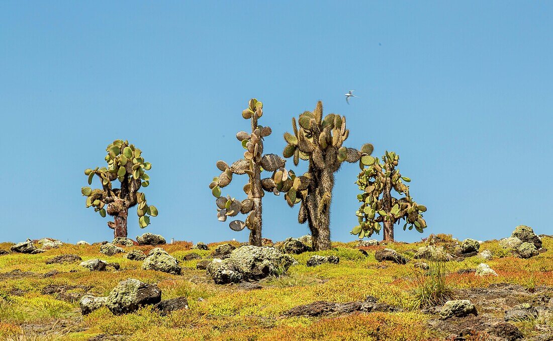 Opuntia-Kakteen (Feigenkaktus) auf der Insel South Plaza, Galapagos, UNESCO-Welterbe, Ecuador, Südamerika