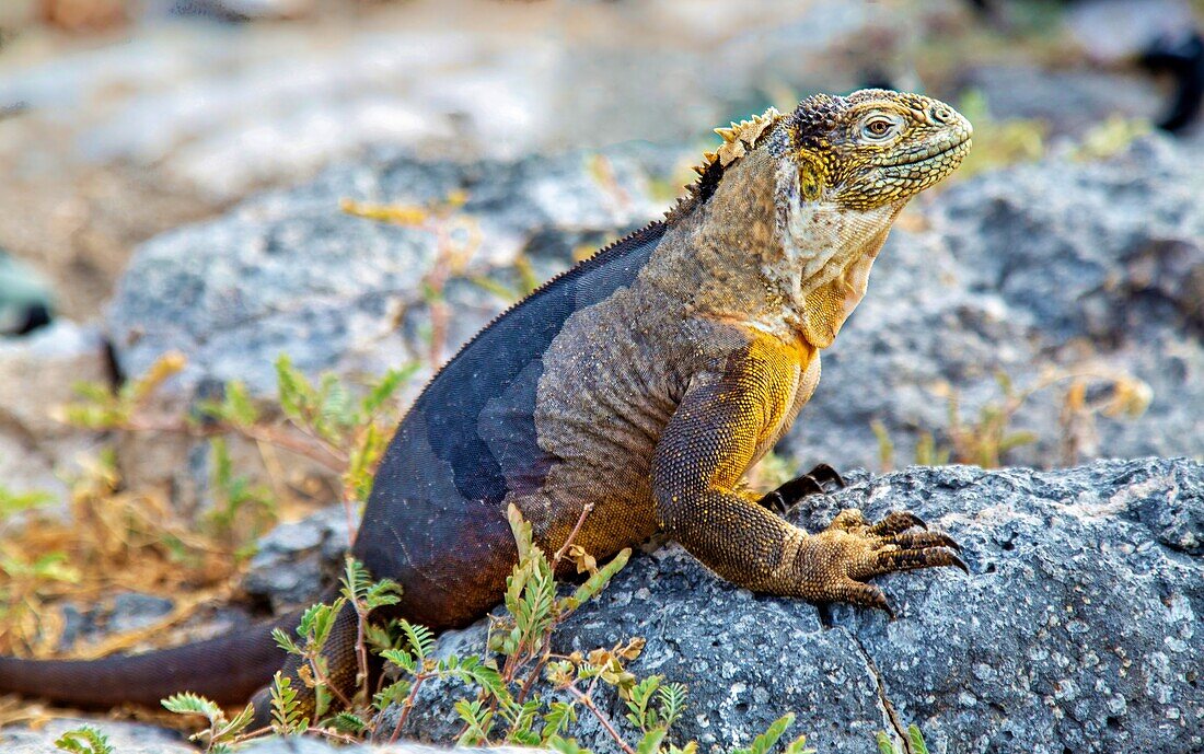 Galapagos Land Iguana (Conolophus subcristatus), large lizard can can grow to five feet long and live for 60 years, South Plaza island, Galapagos, UNESCO World Heritage Site, Ecuador, South America