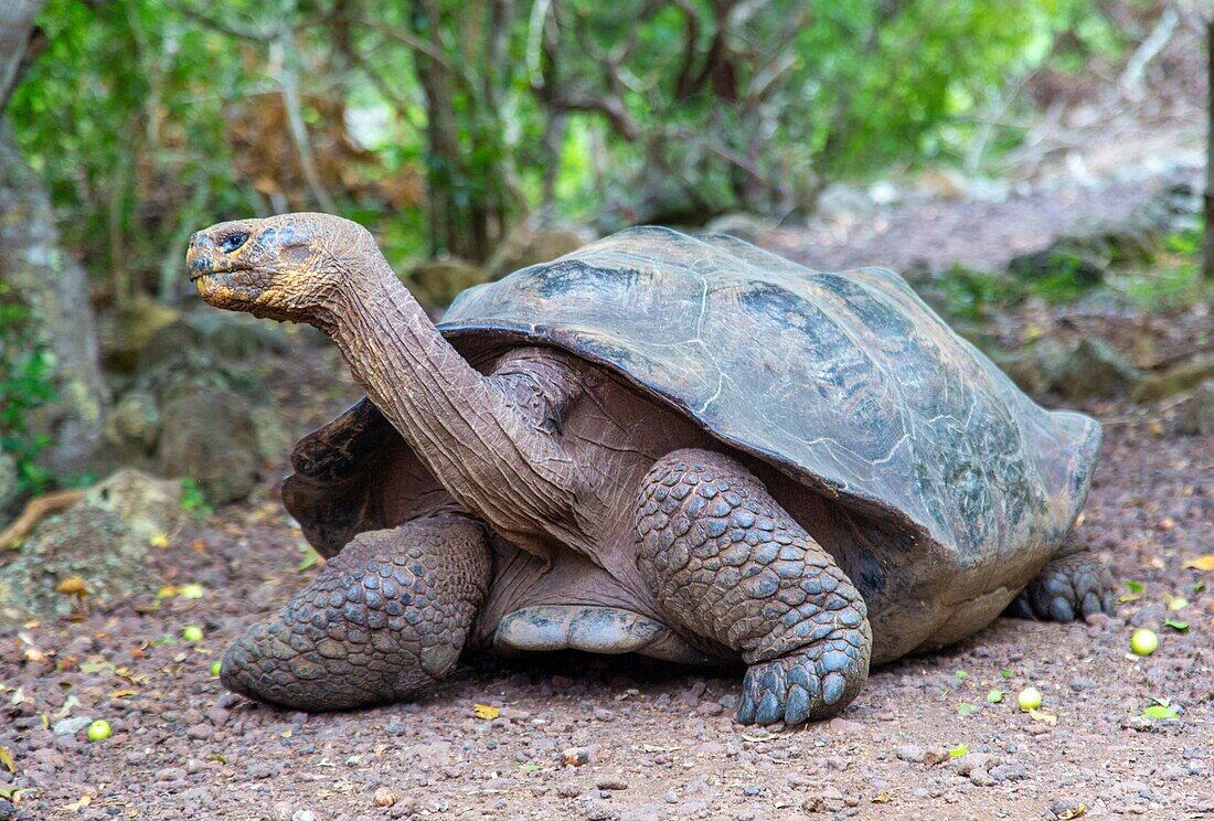 Galapagos Giant Tortoise (Chelonoidis chathamensis), can live for over 100 years, San Cristobal island, Galapagos, UNESCO World Heritage Site, Ecuador, South America