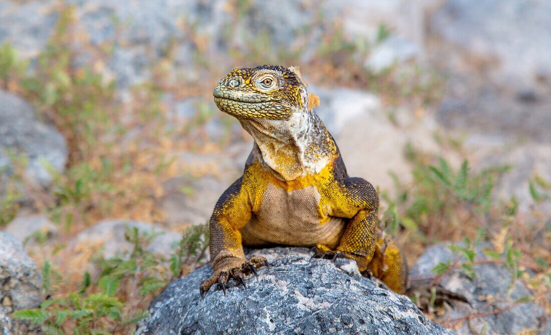 Galapagos Land Iguana (Conolophus subcristatus), large lizard can can grow to five feet long and live for 60 years, South Plaza island, Galapagos, UNESCO World Heritage Site, Ecuador, South America