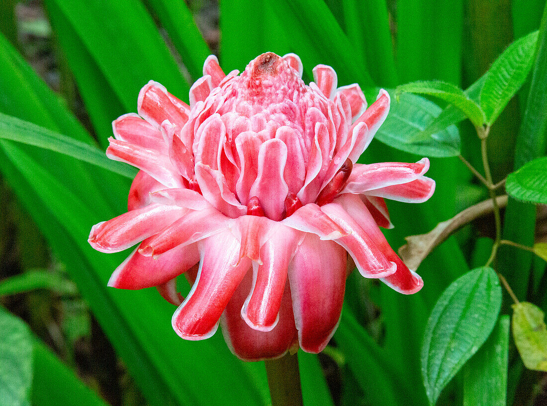 Rosa Fackel-Ingwerblüte (Etlingera elatior), Ecuador, Südamerika