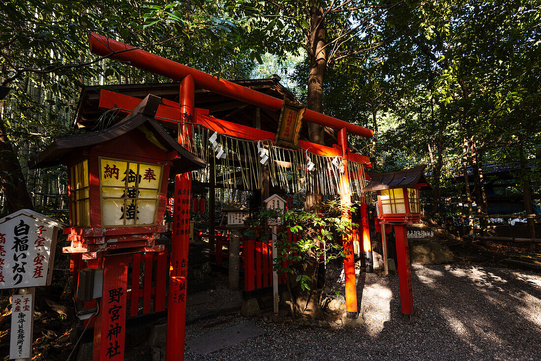 Rotes Torii-Tor und Laterne des schönen Shinto-Schreins, Nonomiya-Schrein, im Herbstwald in Arashiyama, Kyoto, Hoshu, Japan, Asien