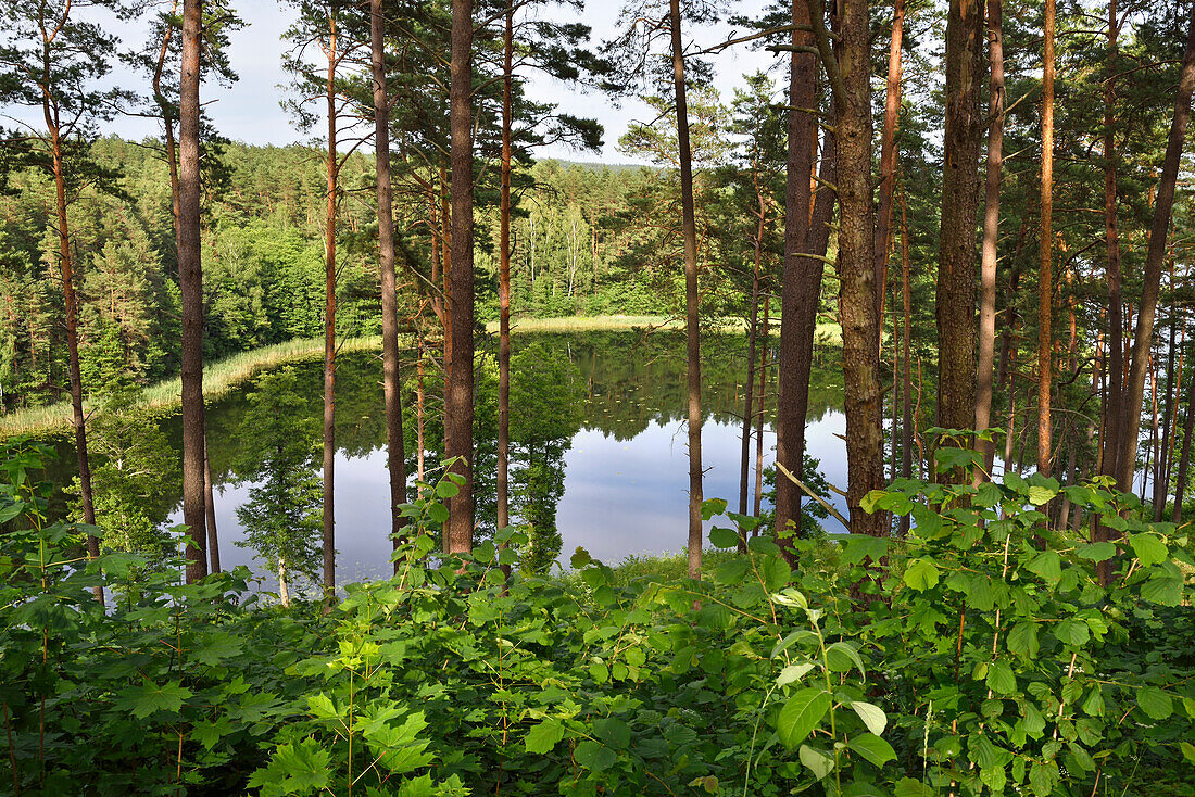 Linkmenas-See vom Ginuciai-Hügel aus gesehen, auf dem im 13. bis 15. Jahrhundert die berühmte Linknenys-Burg stand, Ginuciai, Aukstaitija-Nationalpark, Litauen,Europa