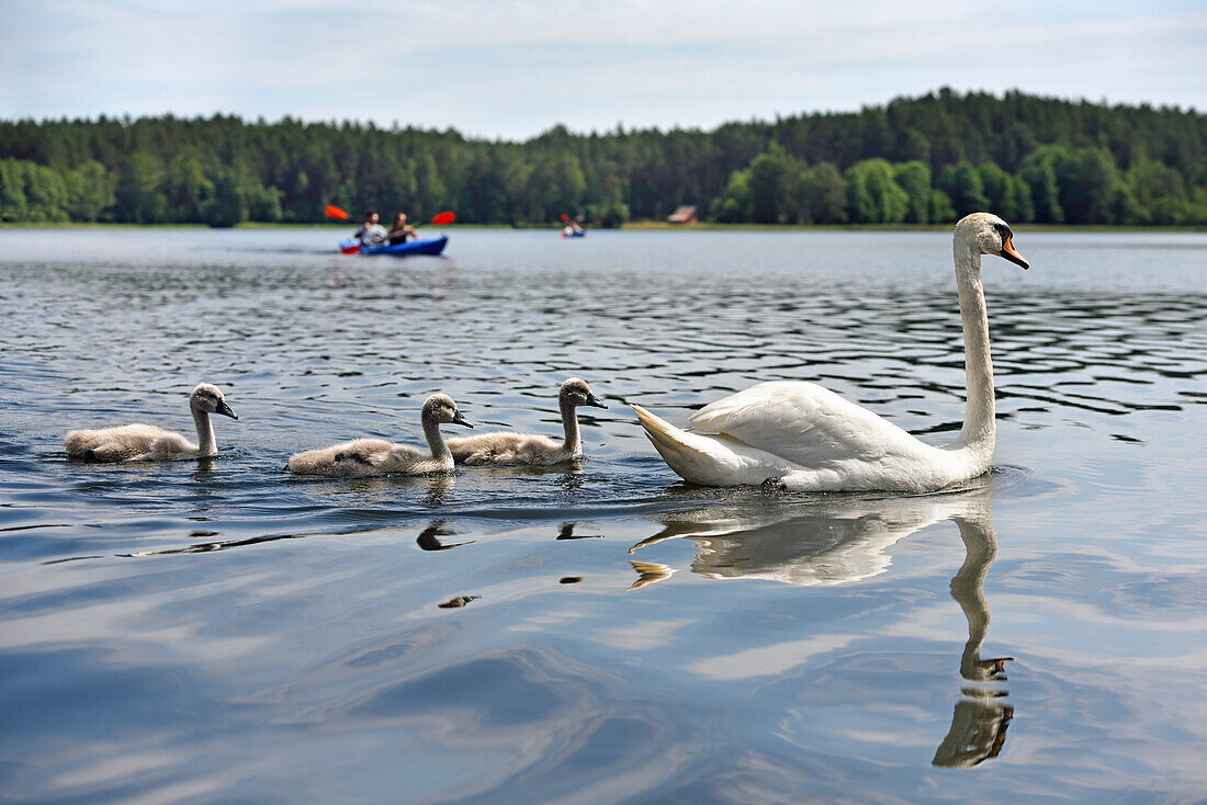 Kanufahrt mit Schwänen auf dem Srovinaitis-See bei Ginuciai, Aukstaitija-Nationalpark, Litauen, Europa