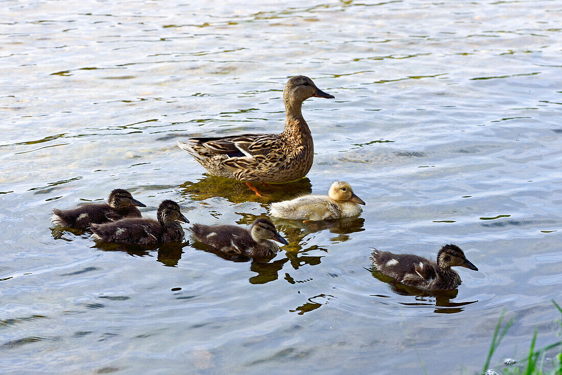 Stockente und Entenküken am Rande des Lusiai-Sees bei Paluse, Aukstaitija-Nationalpark, Litauen, Europa