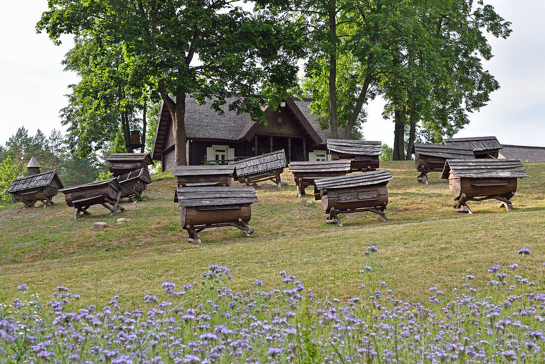 Phacelia (Phacelia tanacetifolia) vor alten Bienenstöcken im Imkereimuseum, Stripeikiai, Aukstaitija-Nationalpark, Litauen, Europa