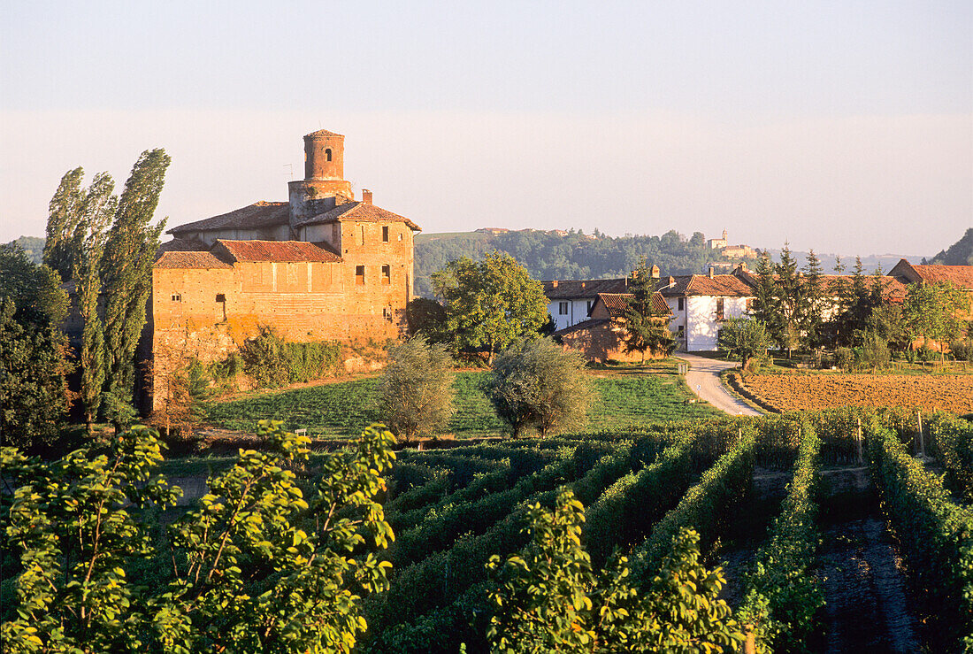 Vineyards around Novello, Province of Cuneo, Piedmont region, Italy, Europe