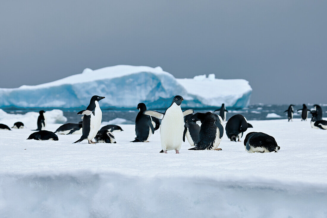 Adeliepinguine auf dem Eis bei dunklem Himmel, Antarktis, Polarregionen