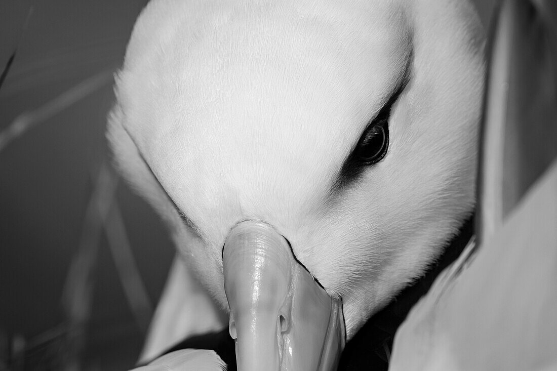 Schwarzbrauenalbatros kuschelt im Nest, Falklandinseln, Südamerika