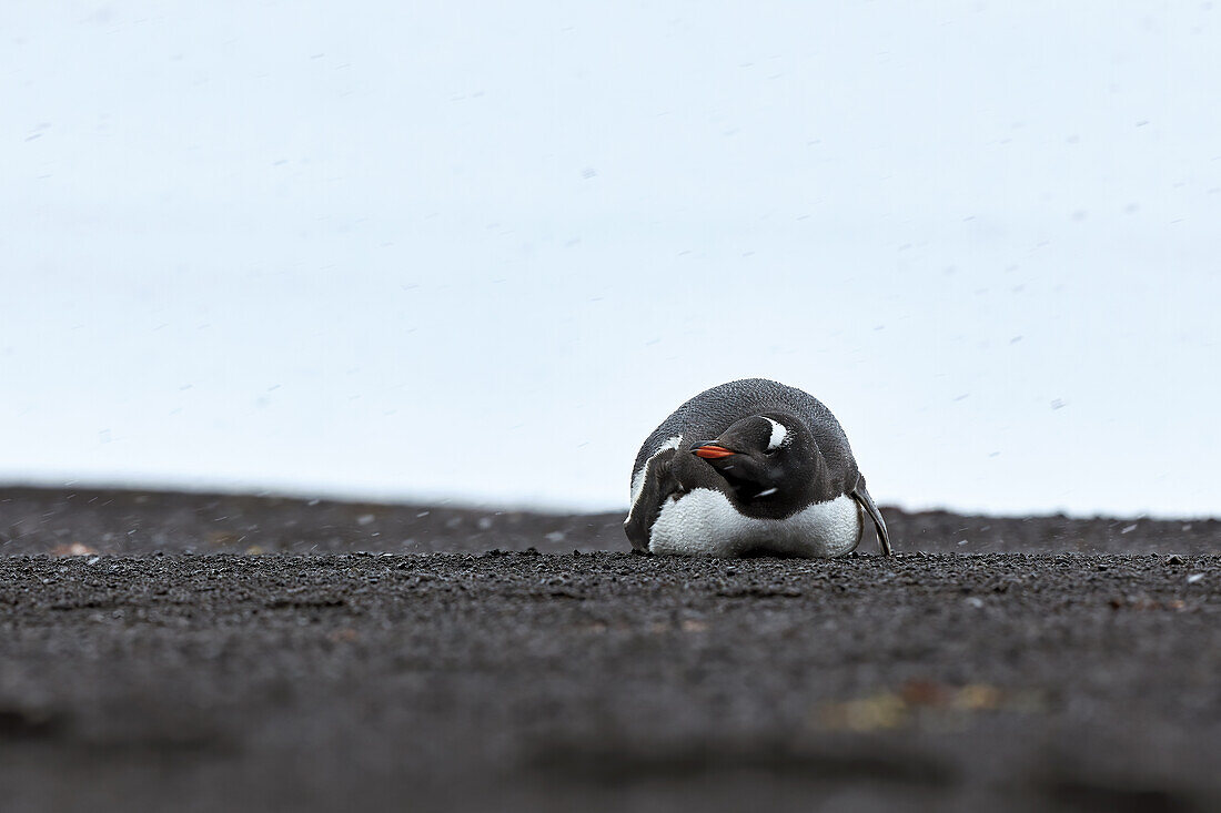 Eselspinguin liegt im Schneeregen, Antarktis, Polargebiete