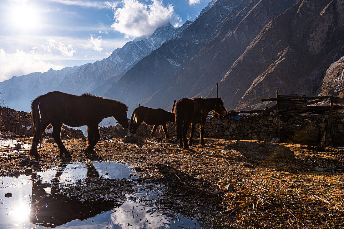 Maultiere spiegeln sich in einer Wasserpfütze im goldenen Abendlicht, Dorf Lang Tang, Himalaya, Nepal, Asien