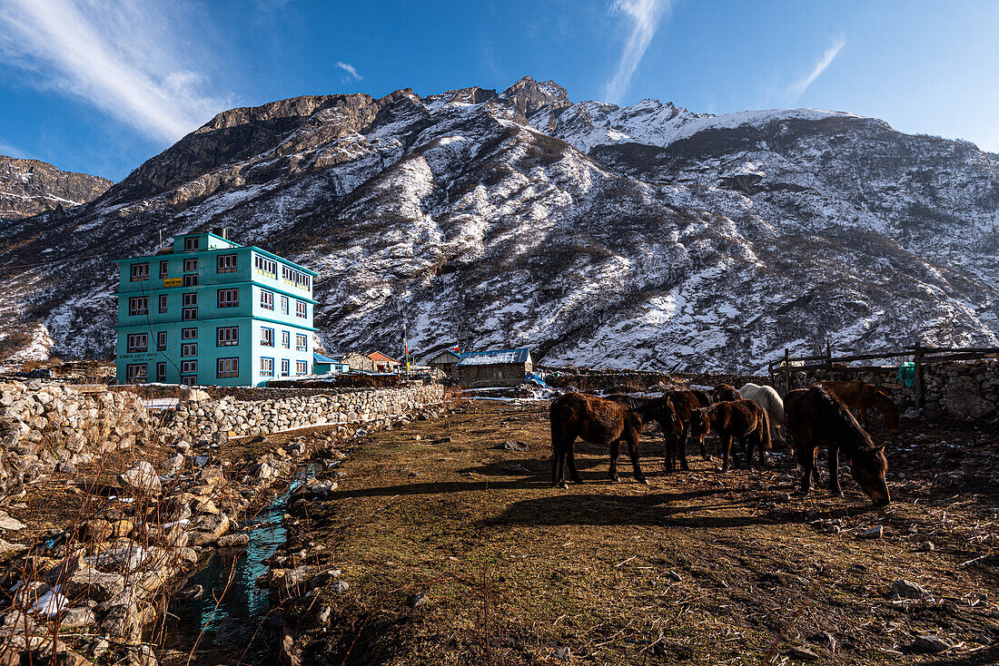 Türkisfarbene Berghütte und Maultiere, Dorf Lang Tang, Himalaya, Nepal, Asien