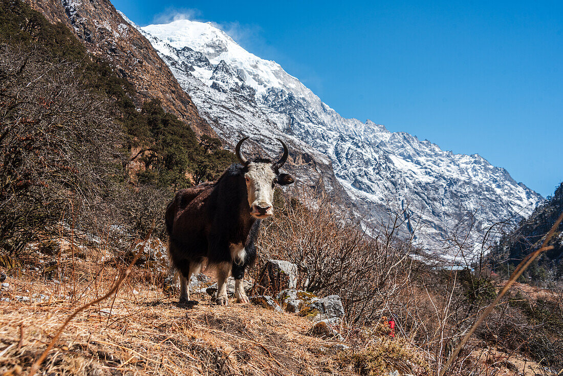 Close-up of a Horned Yak and mountainous backdrop on the Langtang Valley trek, Himalayas, Nepal, Asia