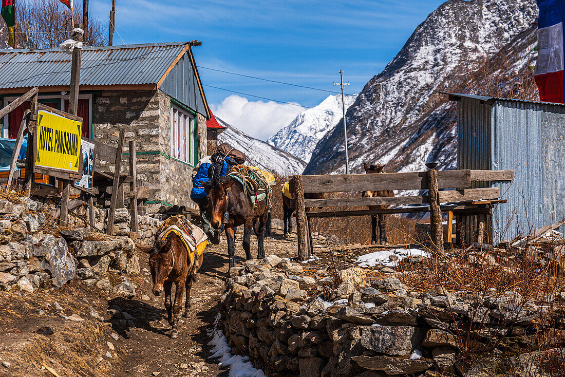 Traditioneller Maultiertransport in einem Himalaya-Dorf auf dem Langtang-Tal-Trek, Himalaya, Nepal, Asien