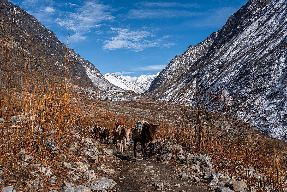 On the Trail with Pack Mules transporting gear to Kyanjin Gompa, Langtang Valley trek, Himalayas, Nepal, Asia