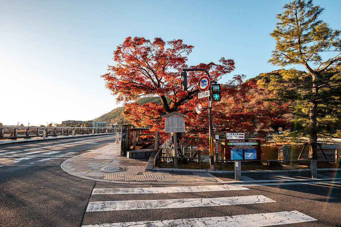 Autumn trees and pedestrian crossing, Kyoto,Honshu, Japan, Asia