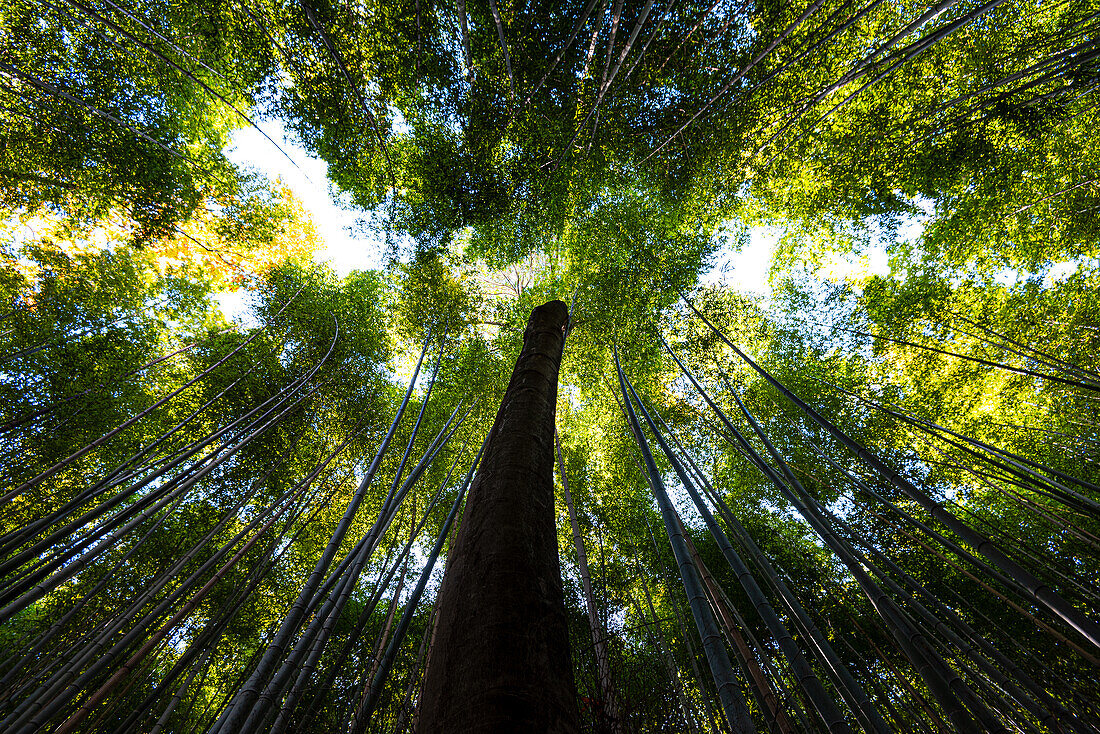 Bamboo grove, Kyoto, Honshu, Japan, Asia