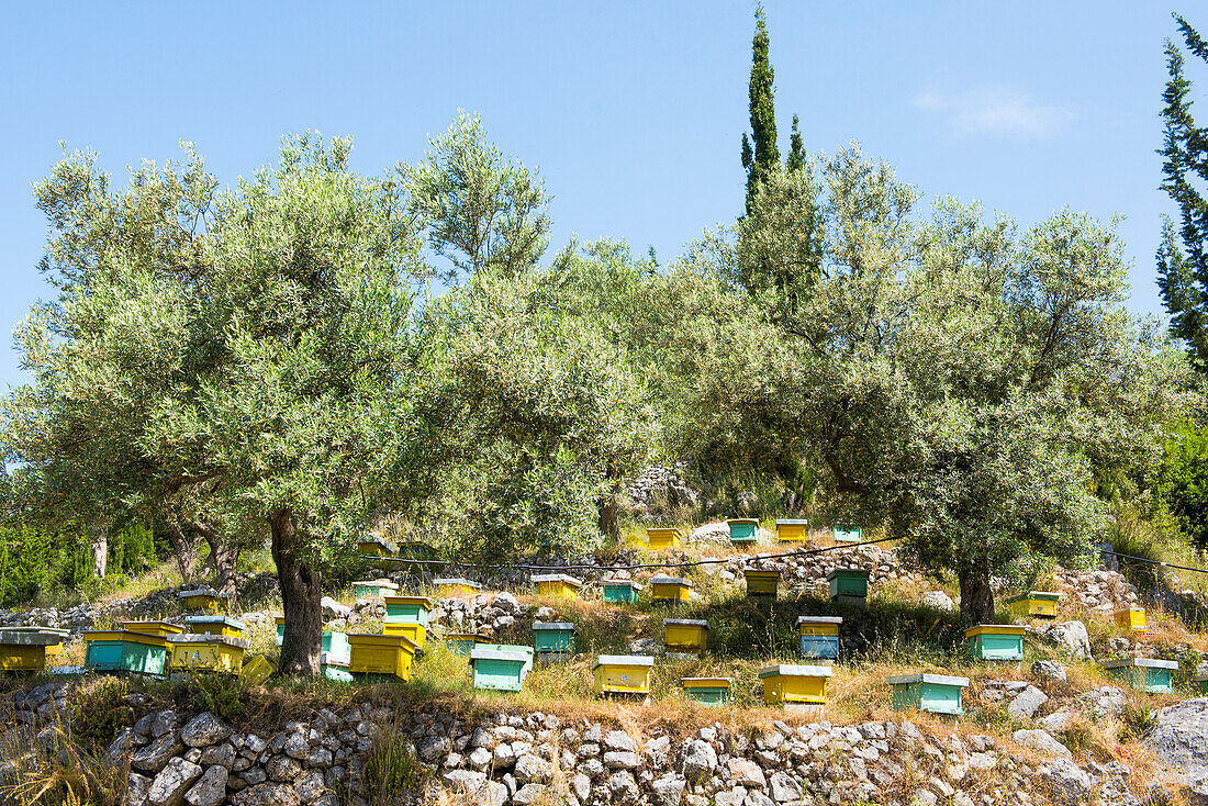 Bienenstöcke in einem Olivenhain, Nationalpark Llogara, ein Park inmitten des Ceraunischen Gebirges an der Albanischen Riviera im Südwesten Albaniens, Europa