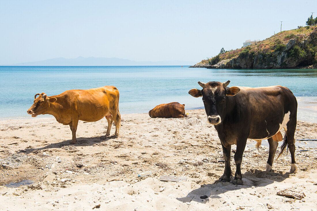 Rinder am Strand von Qeparo, an der Ionischen Küste, Albanien, Europa