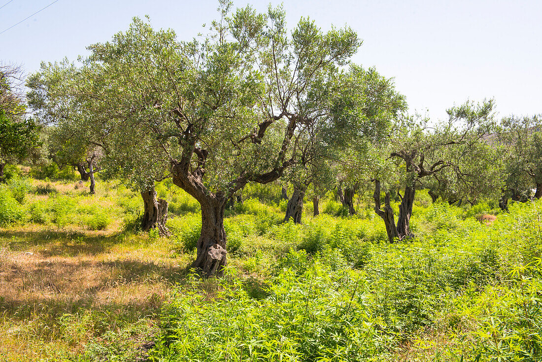 Olivenhain in Qeparo, Ionische Küste, Albanien, Europa