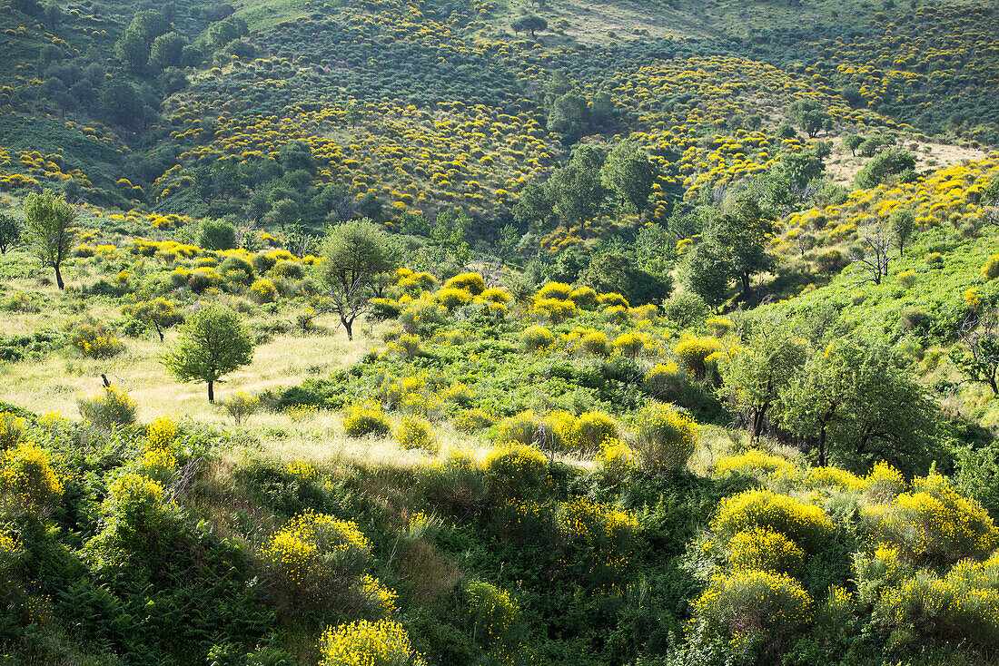 Ginsterlandschaft von der Bergstraße von Saranda nach Gjirokaster aus gesehen, Albanien, Europa