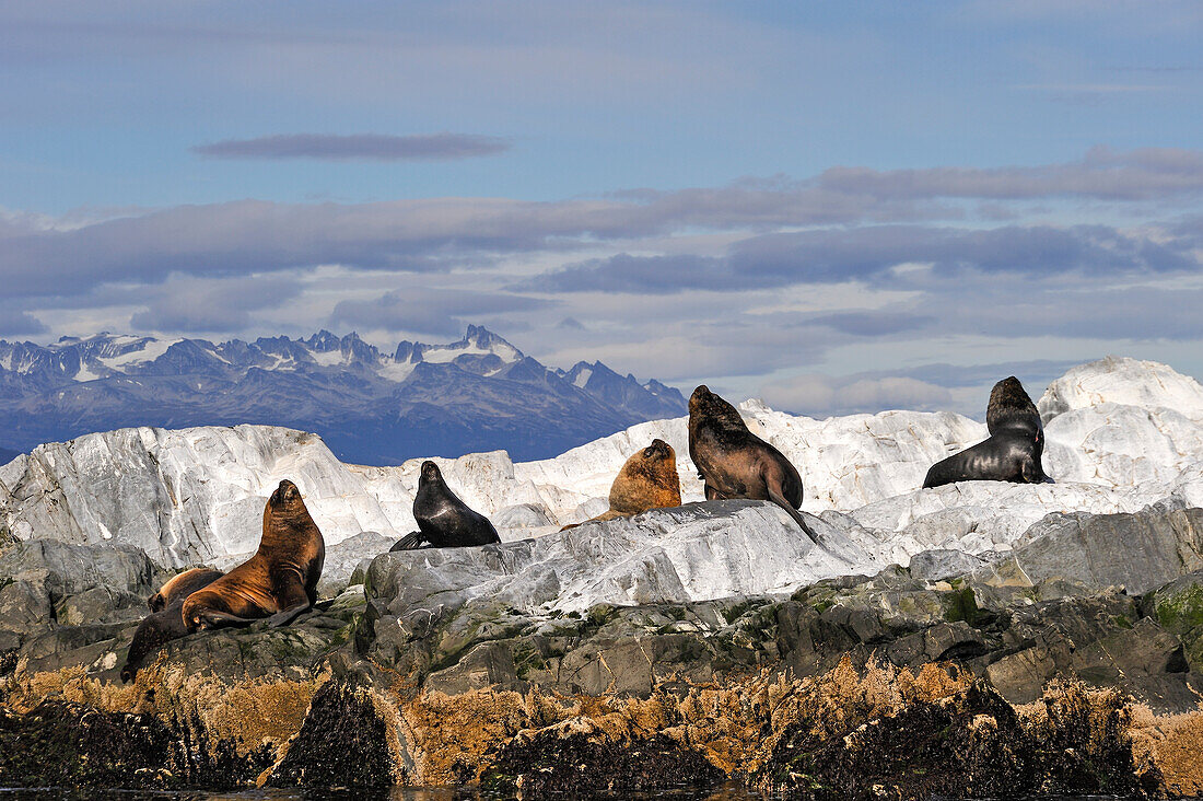 Seelöwen (Otaria flavescens) im Beagle-Kanal, Ushuaia, Tierra del Fuego, Patagonien, Argentinien, Südamerika