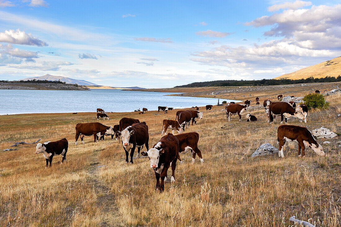 Kuhherde, Estancia Nibepo Aike am argentinischen Seeufer, in der Nähe von El Calafate, Patagonien, Argentinien, Südamerika