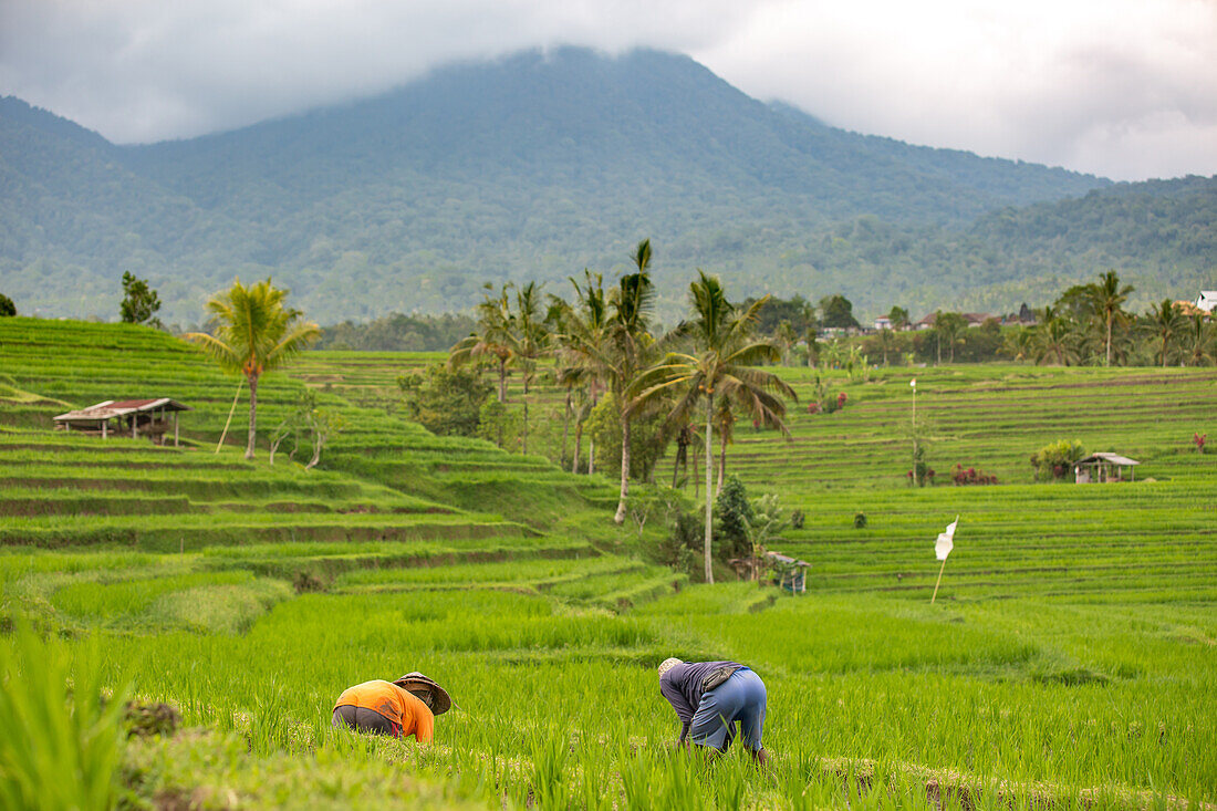 Bauern arbeiten in Reisfeldern in Jatiluwih, Bali, Indonesien, Südostasien, Asien