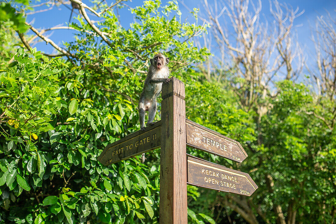 Ein kleines Äffchen steht auf dem Holzpfahlschild in der Uluwatu-Tempelanlage, Bali, Indonesien, Südostasien, Asien