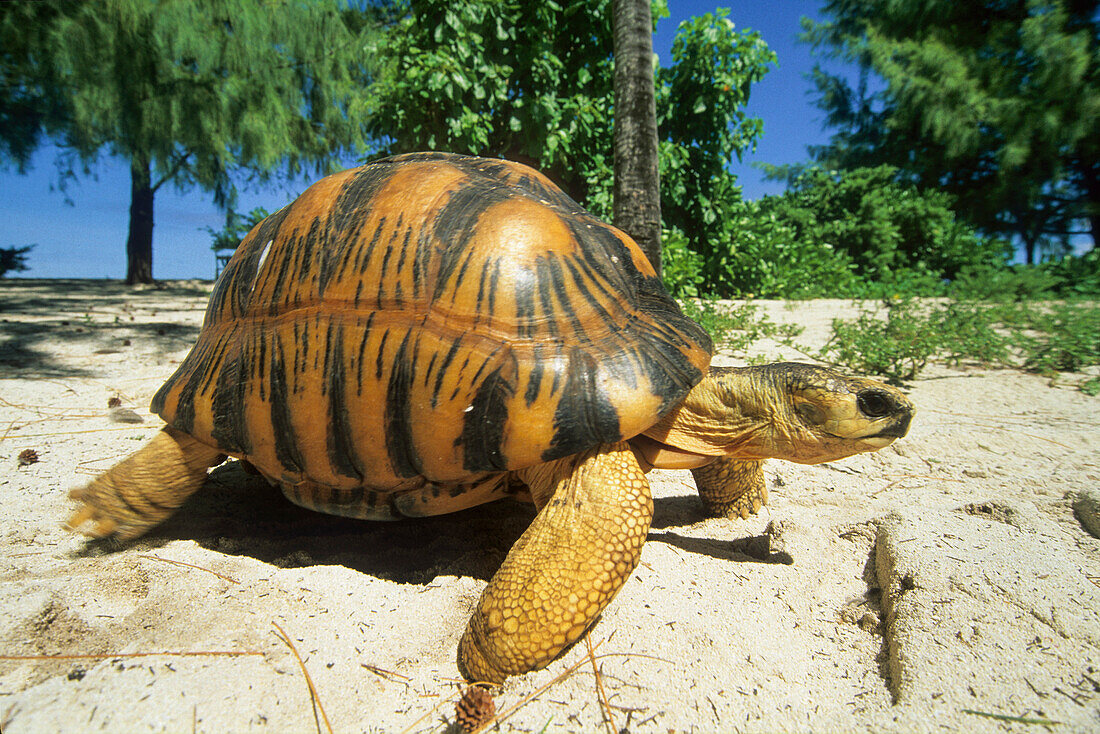 Turtle on a beach, Bird Island, Republic of Seychelles, Indian Ocean, Africa