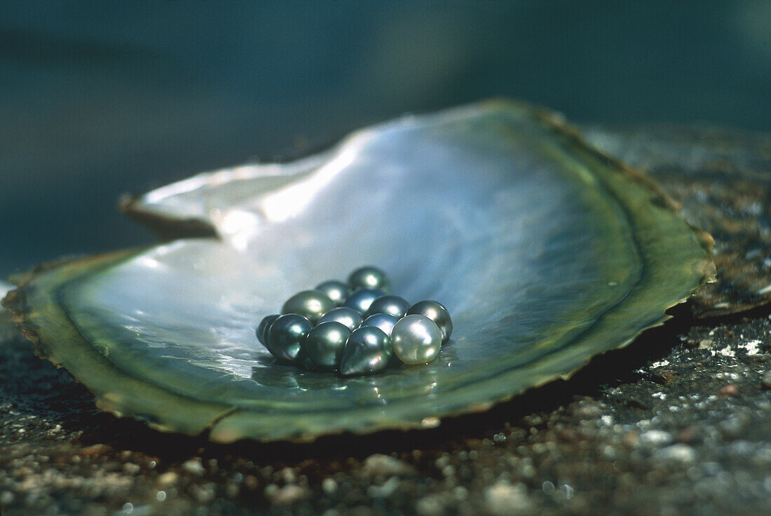 Black pearl, Praslin Island, Republic of Seychelles, Indian Ocean, Africa