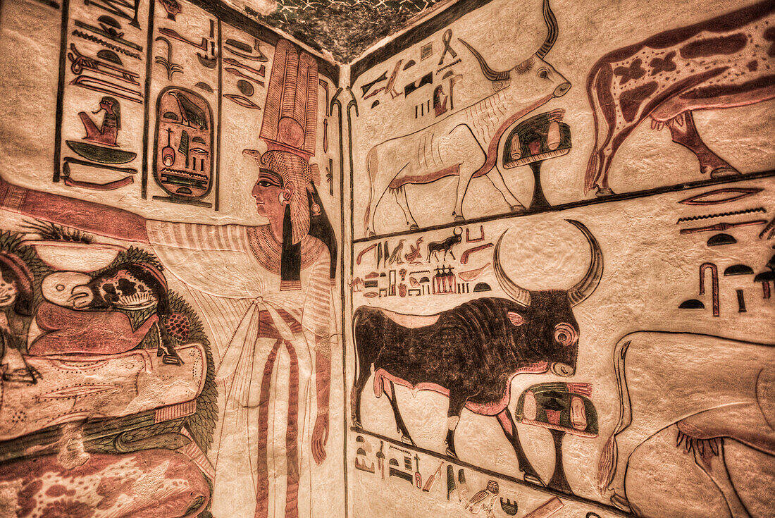 Image of Nefertari on left, Sacred Cows, Paintings and Relief, Tomb of Nefertari, QV66, Valley of the Queens, Ancient Thebes, UNESCO World Heritage Site, Luxor, Egypt, North Africa, Africa