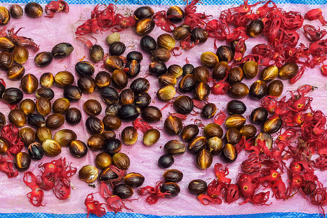 Muskatnusssamen und Muskatblüte, der Aril (die Samenhülle) zum Trocknen ausgelegt, aromatische Gewürze und Hauptanbauprodukte der Region, Ulu, Siau-Insel, Sangihe-Archipel, Nordsulawesi, Indonesien, Südostasien, Asien