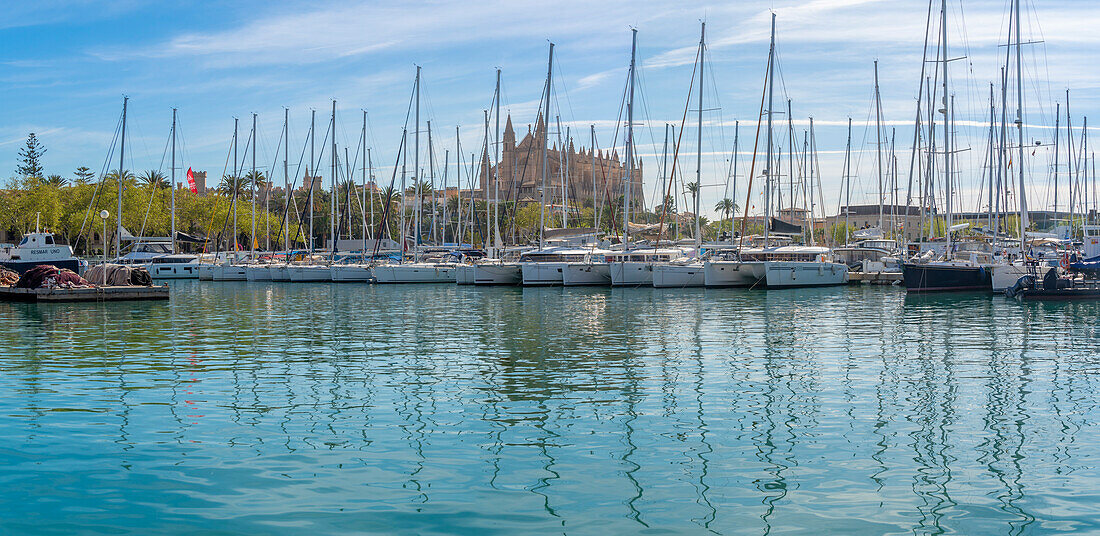 Blick auf die Kathedrale-BasA?lica de Santa Maria de Mallorca vom Passeig MarA?time, Palma de Mallorca, Mallorca, Balearen, Spanien, Mittelmeer, Europa