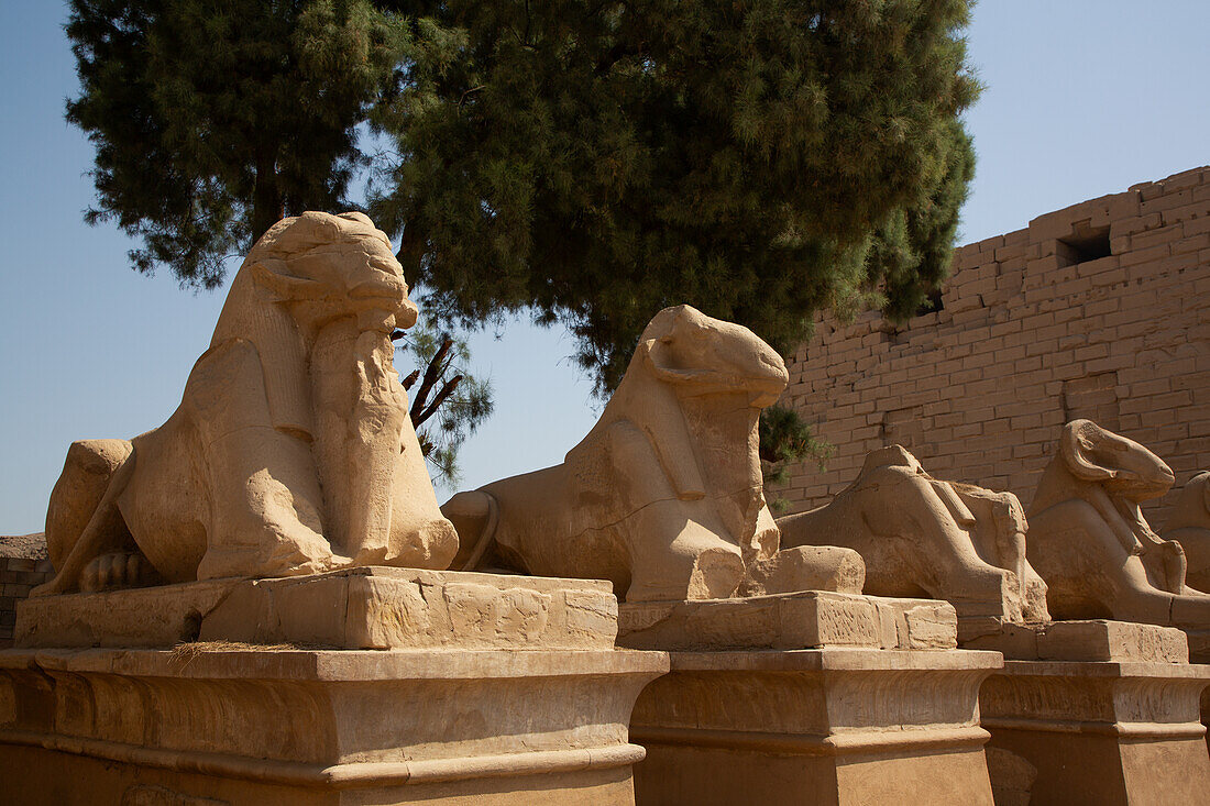 Reihe von Sphinxen mit Widderköpfen, Korridoreingang, Karnak-Tempelkomplex, UNESCO-Welterbe, Luxor, Ägypten, Nordafrika, Afrika