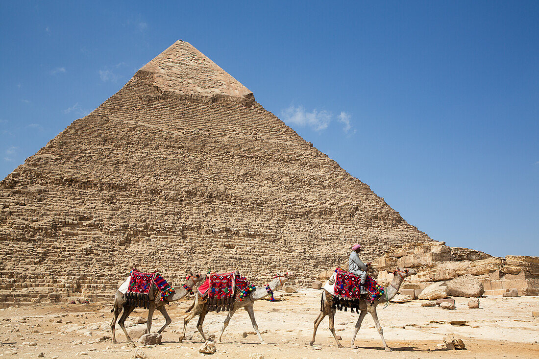 Mann mit Kamelen, im Hintergrund die Chephren-Pyramide, Pyramidenkomplex von Gizeh, UNESCO-Welterbe, Gizeh, Ägypten, Nordafrika, Afrika