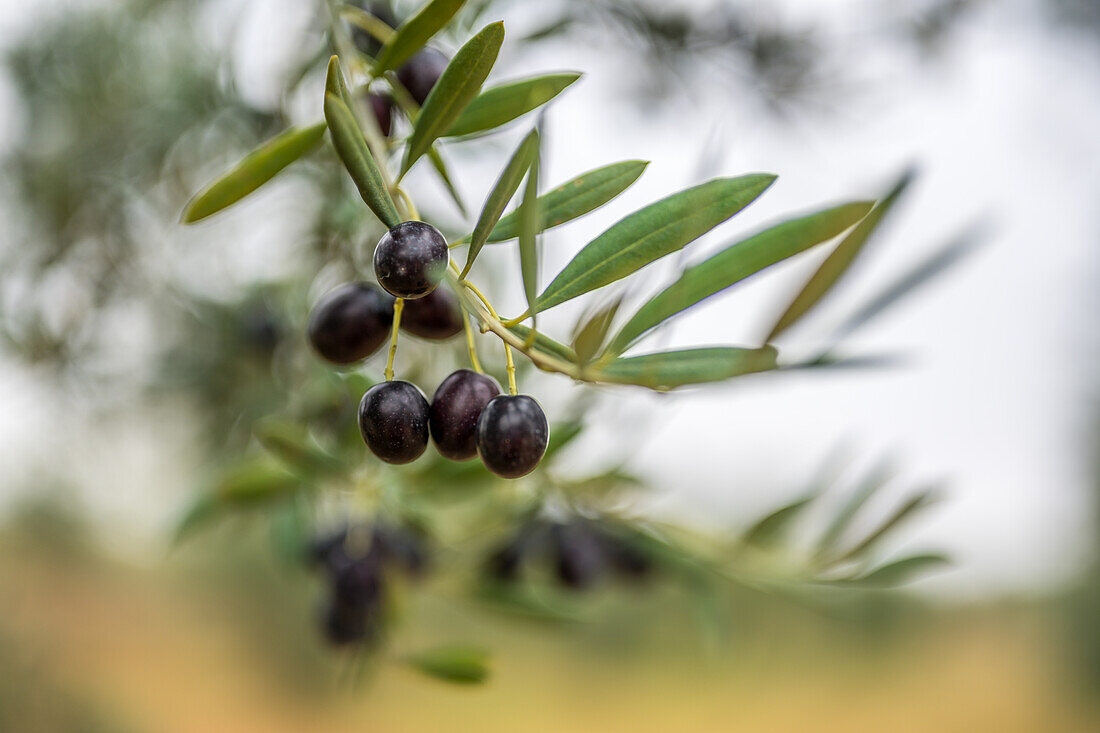 A detailed close-up of fresh black olives on a tree branch in the province of Sevilla, Spain. Natural and organic produce in a picturesque setting.