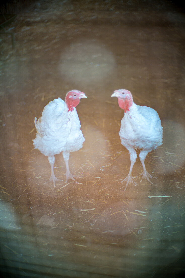 Two white turkeys standing together in a barn. The photo captures a rustic scene in Villaviciosa de Cordoba, Andalucia, España.