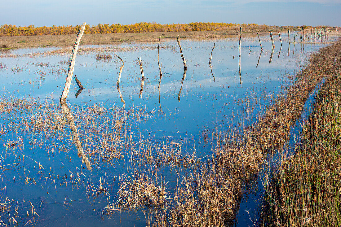 A serene view of the marshlands in Doñana, Spain, with standing water reflecting dead trees and a wooden fence, conveying tranquility.