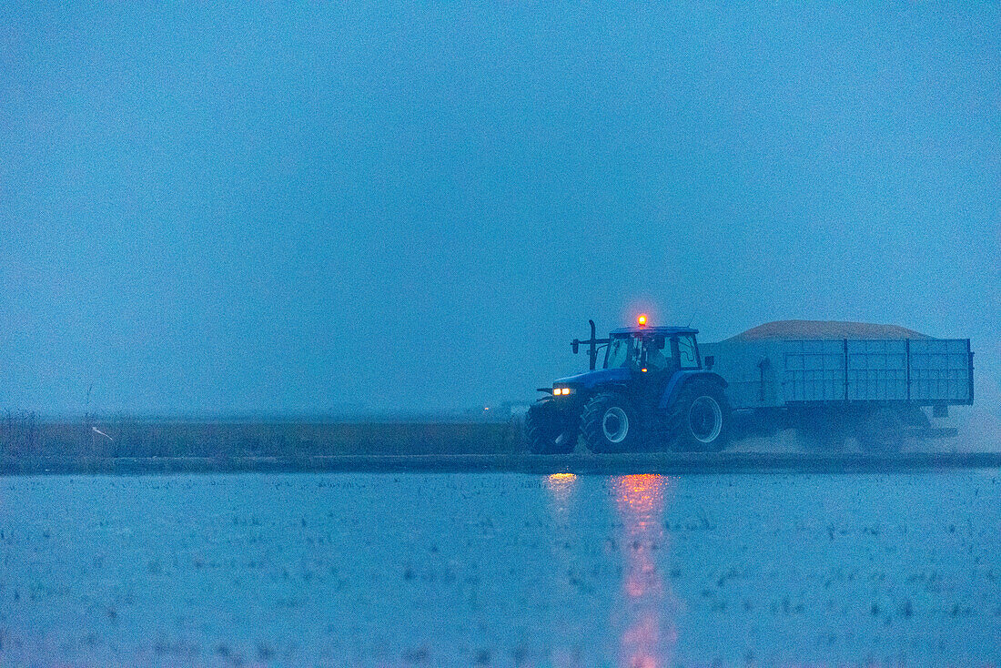 Ein Traktor transportiert frisch geernteten Reis neben überfluteten Reisfeldern in Isla Mayor, Sevilla, Spanien.