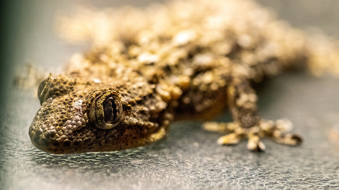 Detaillierte Nahaufnahme eines Geckos, der sich in Fuenteheridos, Huelva, Andalusien, Spanien, in seine Umgebung einfügt. Das Bild hebt die Textur und die Tarnfähigkeiten der Eidechse hervor.