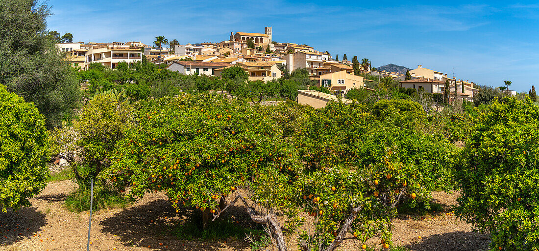 Blick auf Orangenbäume in der Stadt Wolkenstein, Mallorca, Balearen, Spanien, Mittelmeer, Europa