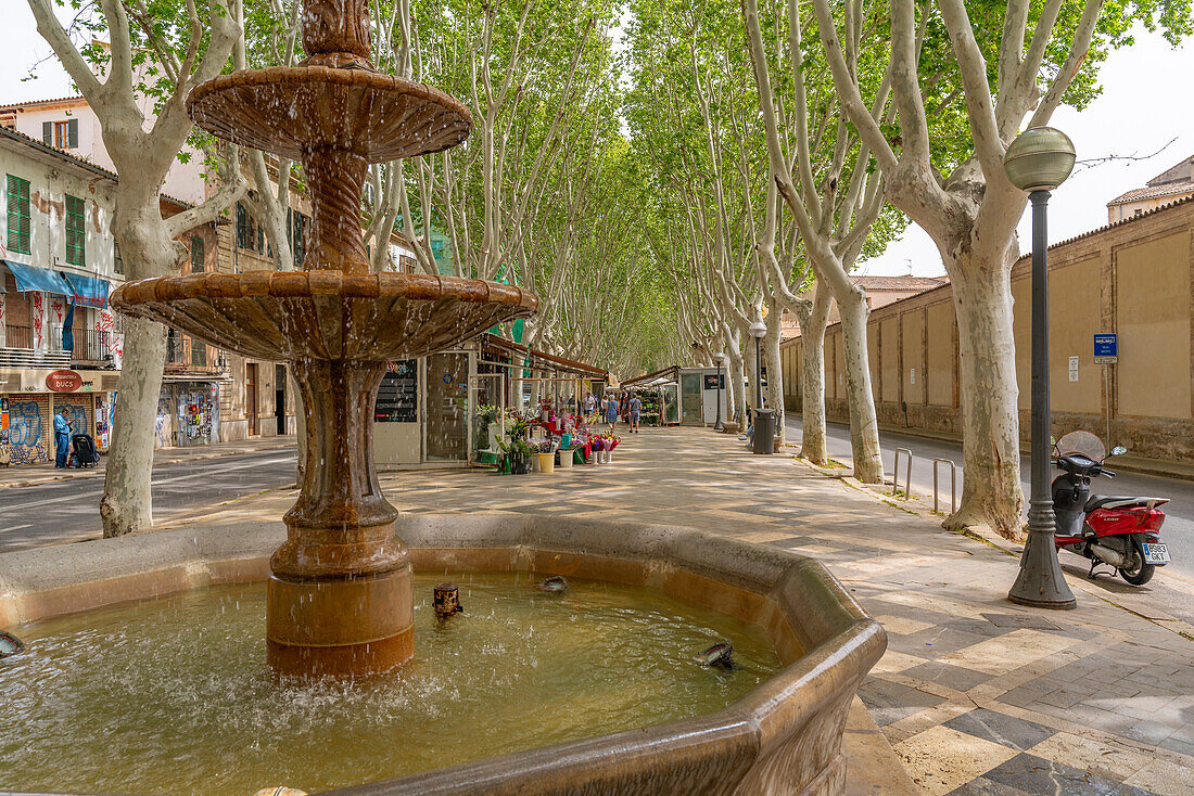 Blick auf Blumenstand und Springbrunnen auf der von Bäumen gesäumten La Rambla in Palma, Palma de Mallorca, Mallorca, Balearen, Spanien, Mittelmeer, Europa