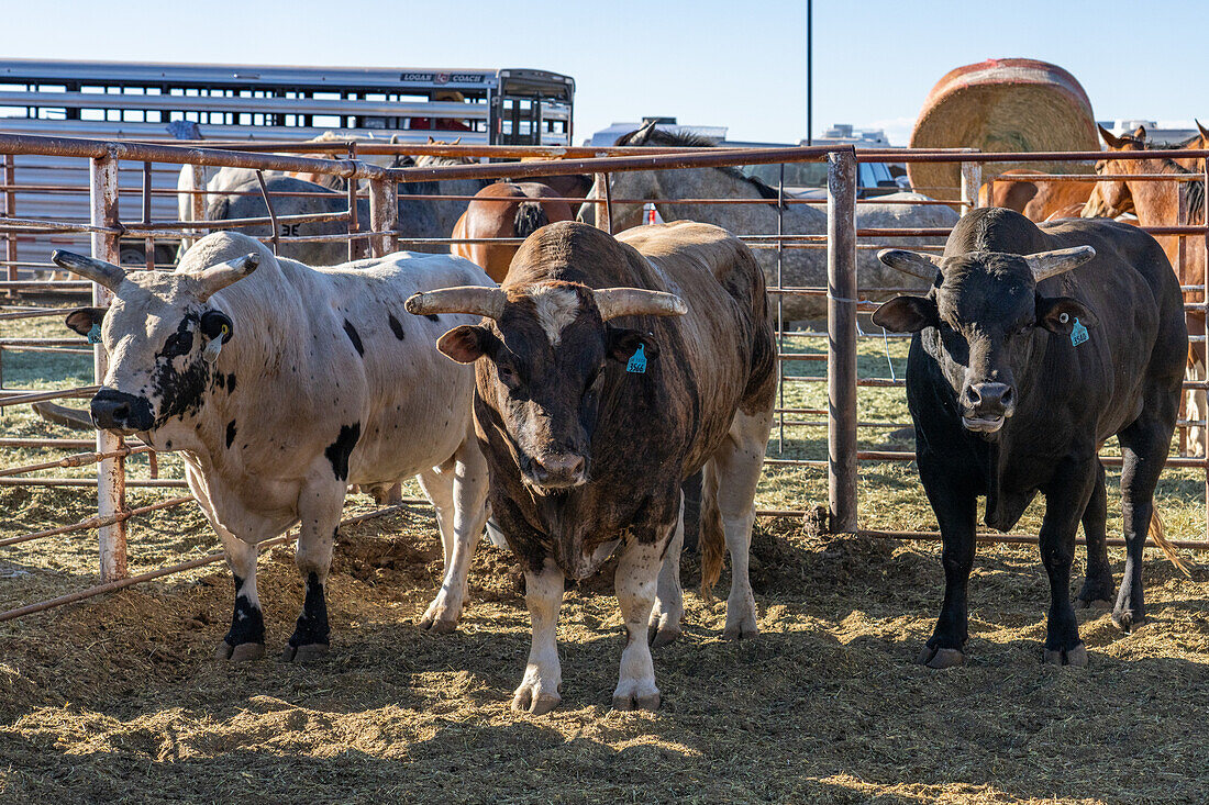 Brahman-cross bucking bulls used in the bull riding event in a rodeo in Utah.