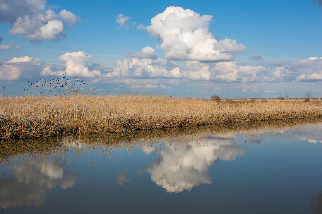 Tranquil scene of Doñana National Park, España, with clear reflections in water and birds. Capturing nature’s beauty and serenity.