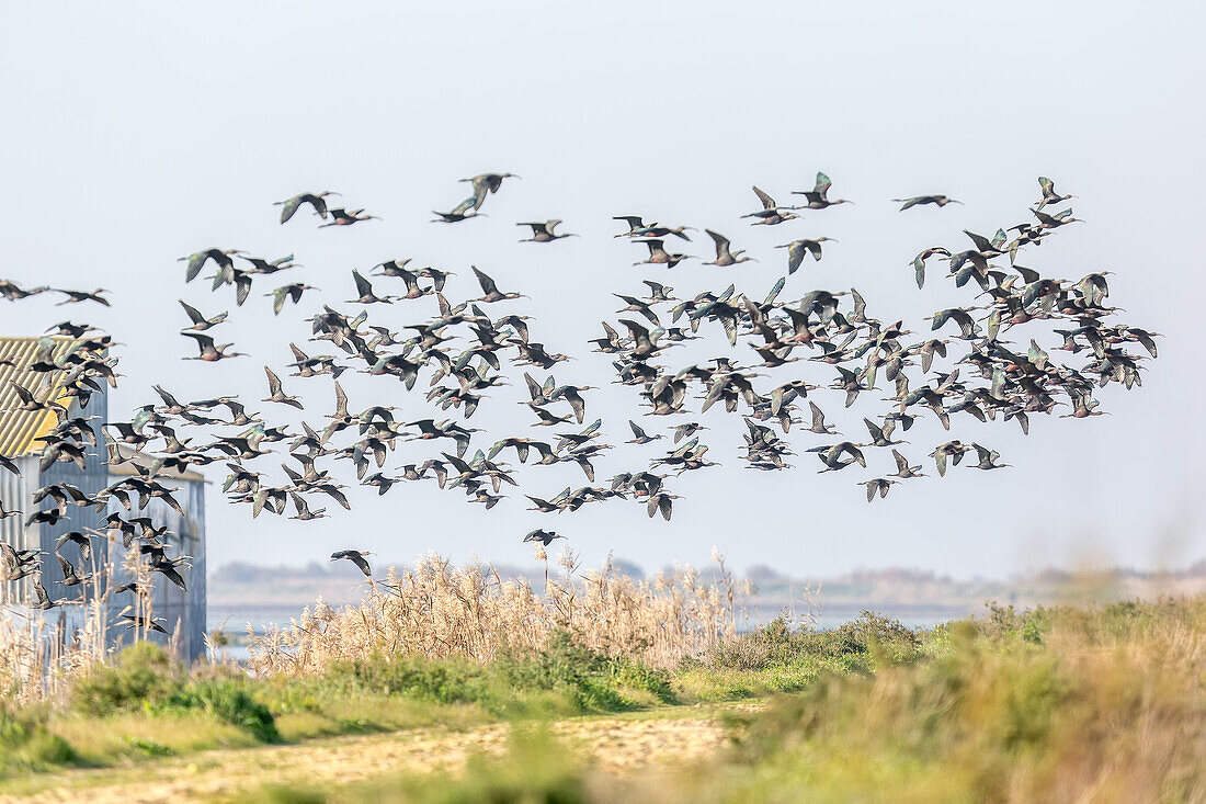 Ein großer Schwarm Waldrappe (Plegadis falcinellus) überfliegt die Feuchtgebiete der Isla Mayor in Donana, Sevilla, Spanien.