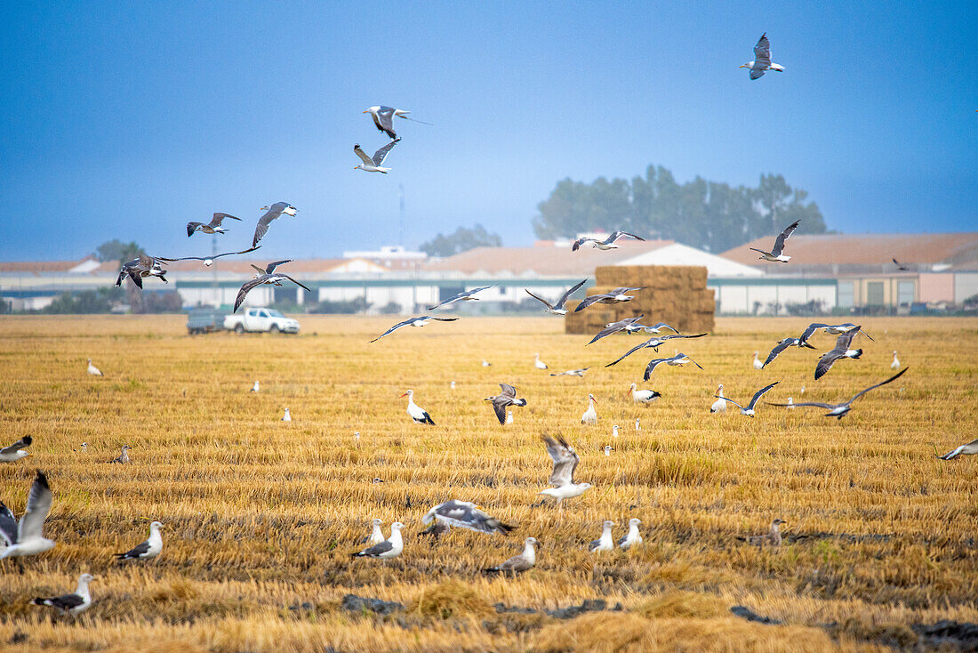 Gulls, storks, and other birds feeding in a recently harvested rice field located in Isla Mayor, Doñana marshes, Seville, Spain.